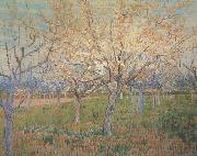 Orchard with Blossoming Apricot Trees (nn04)_